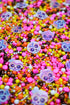 Sprinkle Confetti Calaverita Kawai