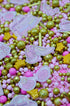 Sprinkle Deluxe Cuttie