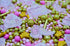 Sprinkle Deluxe Cuttie