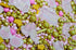 Sprinkle Deluxe Cuttie