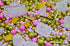 Sprinkle Deluxe Cuttie