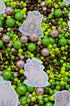 Sprinkle Confetti Capibara