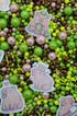 Sprinkle Confetti Capibara
