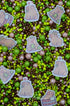 Sprinkle Confetti Capibara