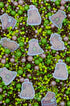 Sprinkle Confetti Capibara