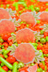 Sprinkle Deluxe Cempasuchil