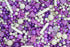 Sprinkle Deluxe Purple Love